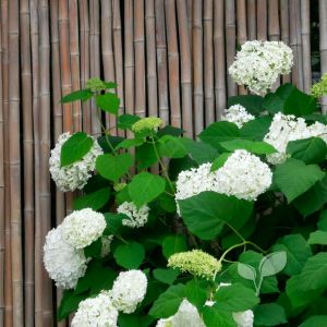 Bamboemat naturel met hortensia