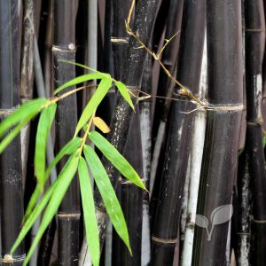 zwarte bamboe